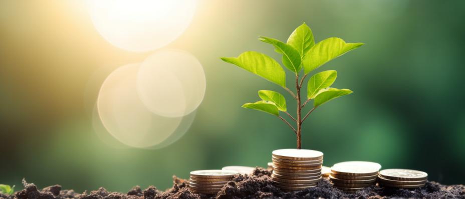 Estado de Información No Financiera Amara NZero
